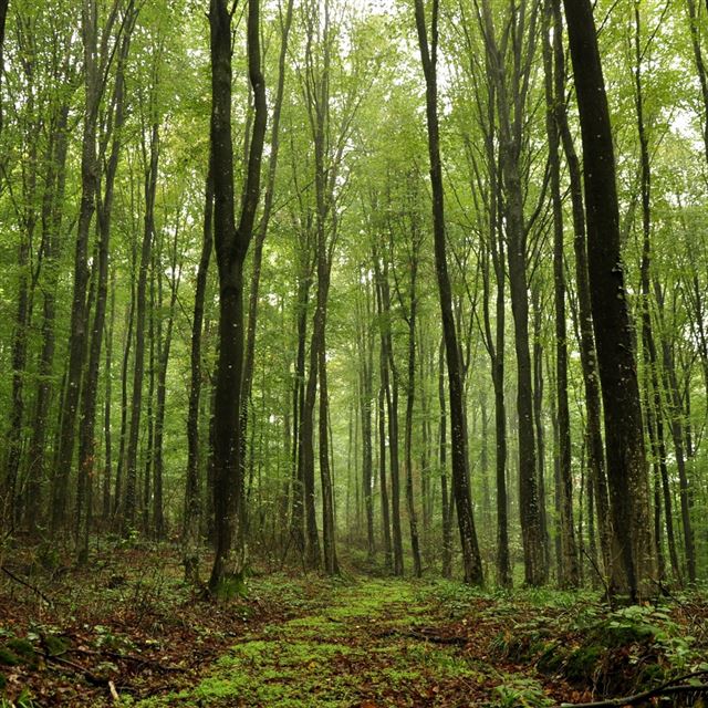 1024x1024 Forest Trees Nature - green iPad Wallpaper