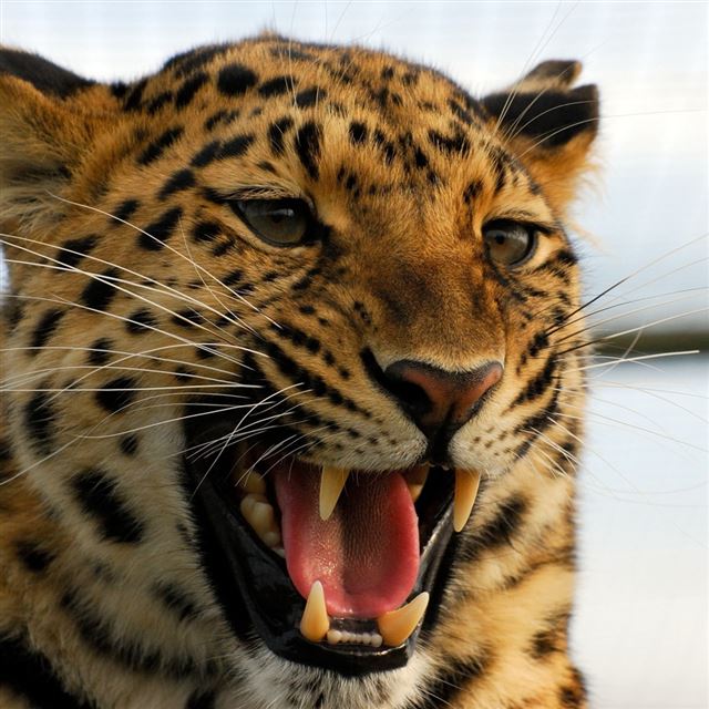 1024x1024 Leopard Predator Big Cat Grin Aggression - yellow iPad Wallpaper