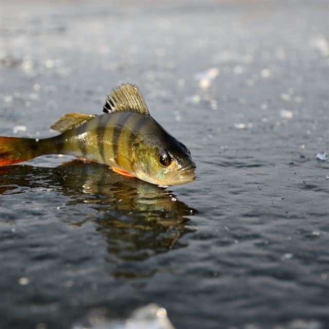 1024x1024 Perch Ice Fishing Winter Reflection - yellow iPad Wallpaper