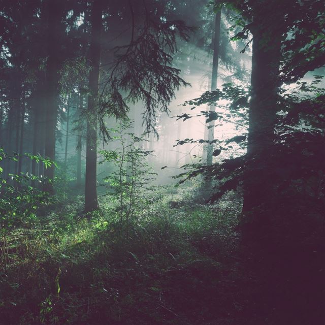 1024x1024 Forest Trees Fog - green iPad Wallpaper