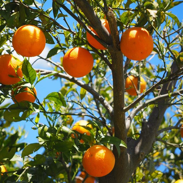 1024x1024 Oranges Fruit Orange Tree Citrus - yellow iPad Wallpaper