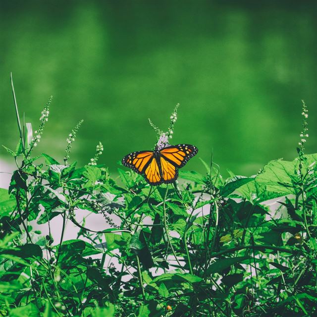 1024x1024 Butterfly Grass Flowers - orange iPad Wallpaper