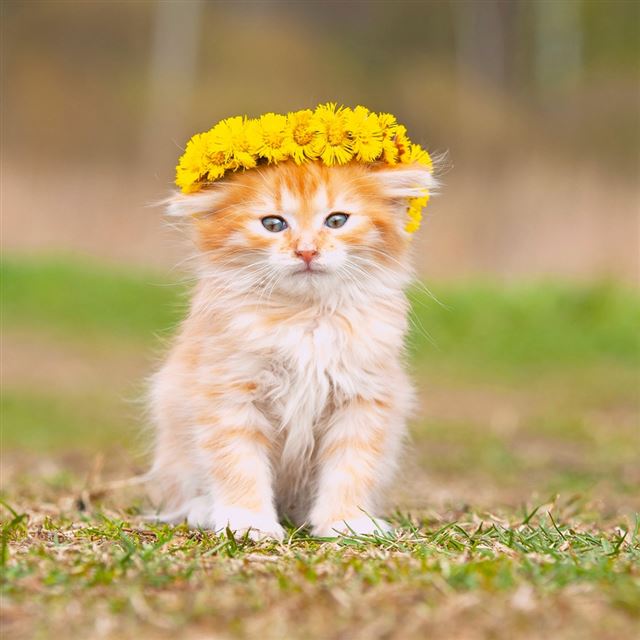 1024x1024 Kitten Grass Wreath Red - yellow iPad Wallpaper