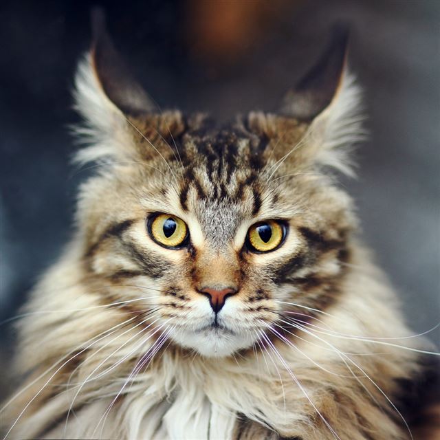 1024x1024 Cat Face Furry Striped - yellow iPad Wallpaper