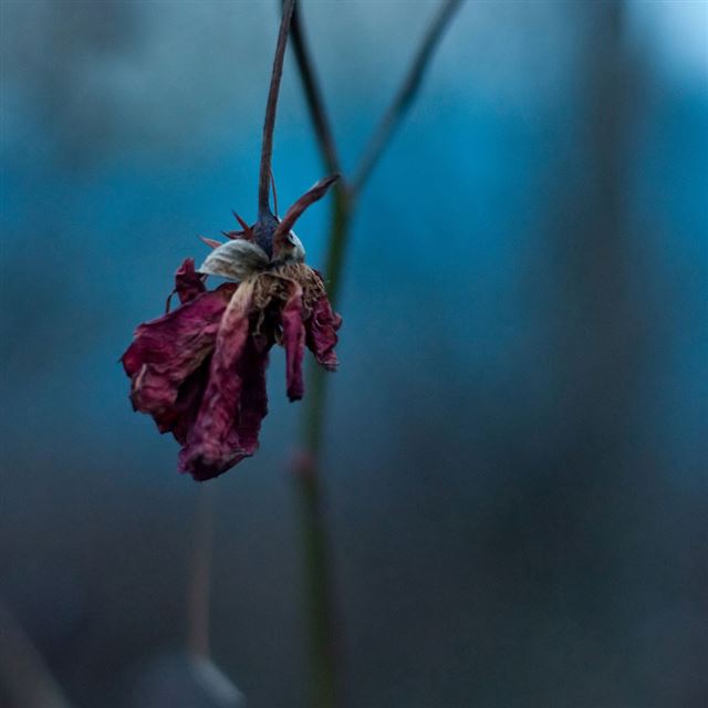 1024x1024 Withered flower - black iPad Wallpaper