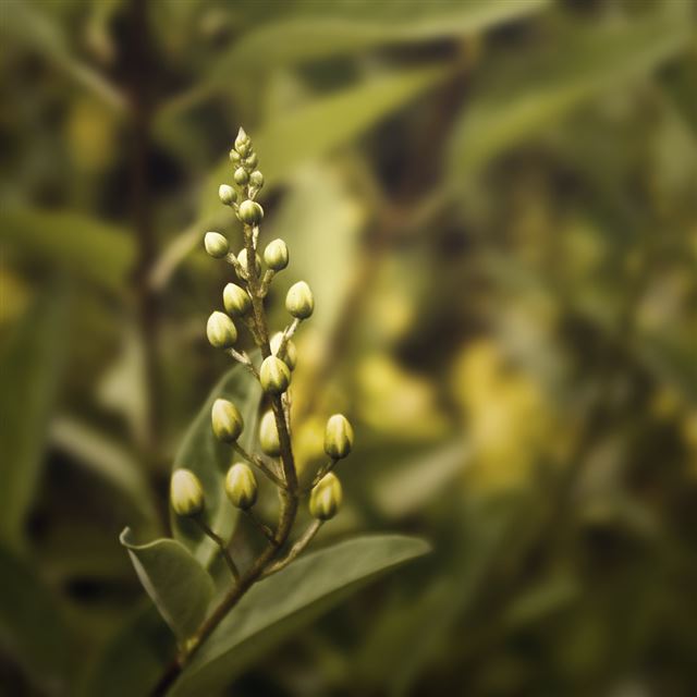 1024x1024 flower bud bokeh - cyan iPad Wallpaper