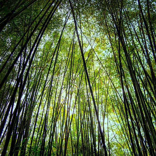 1024x1024 Bamboo forest - bamboo iPad Wallpaper