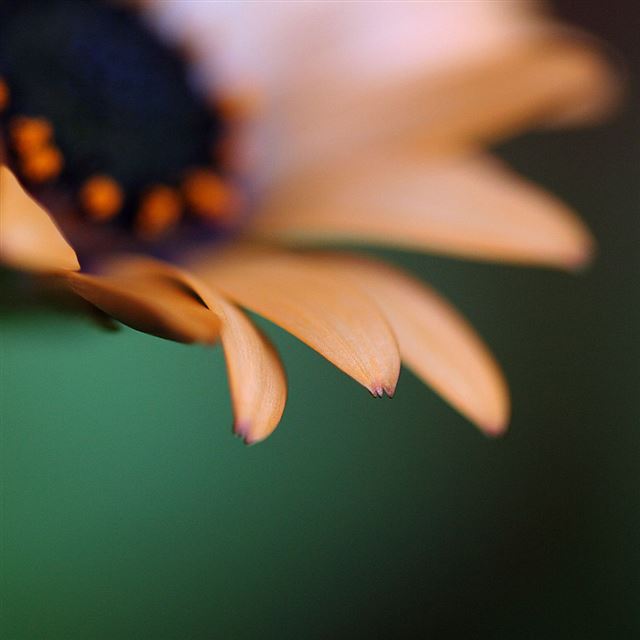 1024x1024 Flower - cyan iPad Wallpaper
