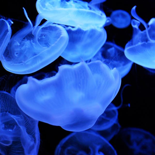1024x1024 Jellyfish - cyan iPad Wallpaper