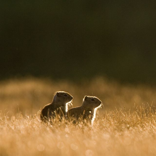 1024x1024 Squirrels - black iPad Wallpaper