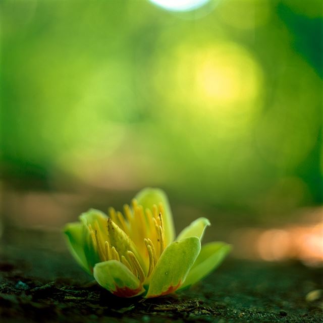 1024x1024 forest flower - cyan iPad Wallpaper