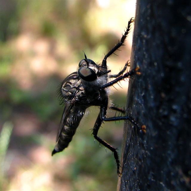 1024x1024 The flies - tree iPad Wallpaper