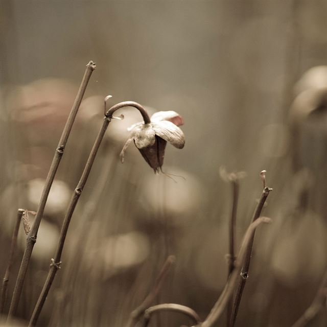1024x1024 Withered flowers - bokeh iPad Wallpaper