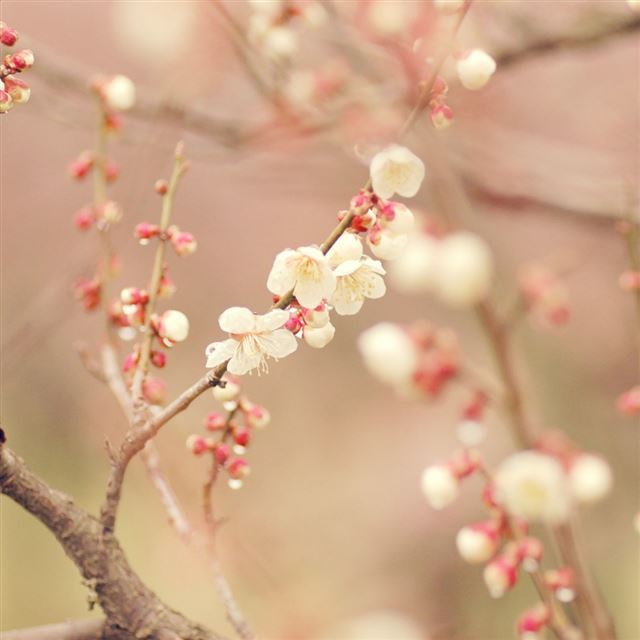 1024x1024 Spring tree blossom flowers - tree iPad Wallpaper