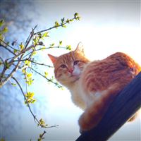 Spring cat animal morning sun mustache iPad wallpaper