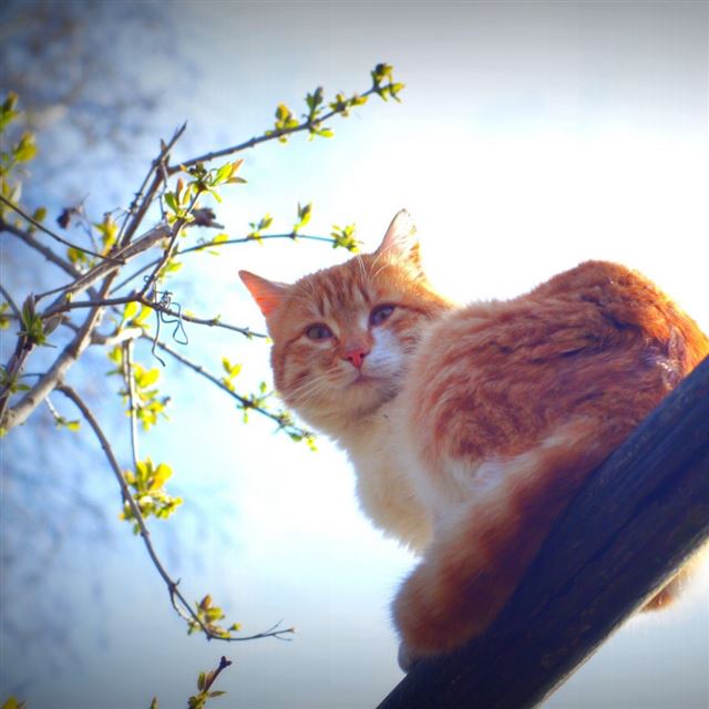 1024x1024 Spring cat animal morning sun mustache - black iPad Wallpaper