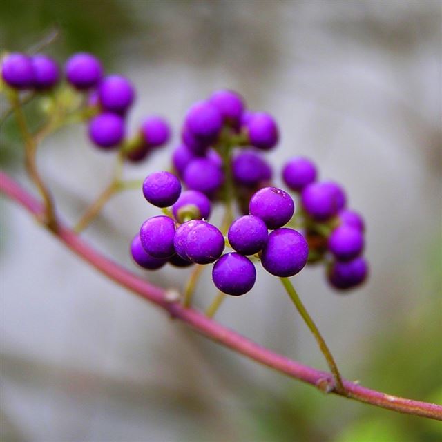 1024x1024 Branch nature berries violet kallikarpa - bokeh iPad Wallpaper