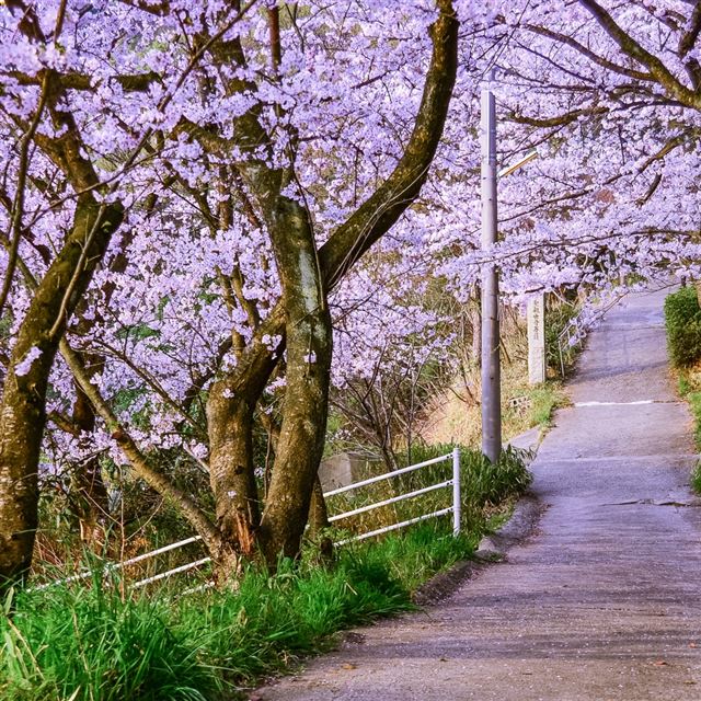 1024x1024 The way of spring - spring iPad Wallpaper