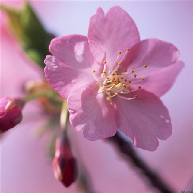 1024x1024 Flower -  iPad Wallpaper