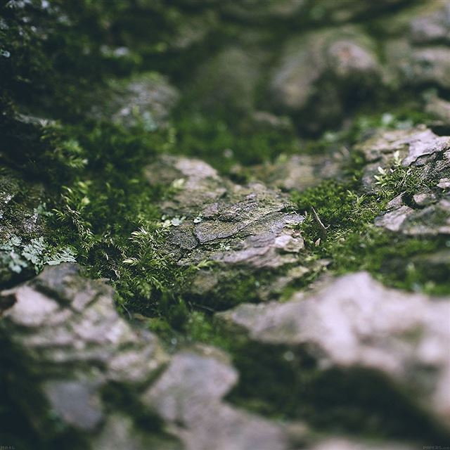 1024x1024 The micro moss - green iPad Wallpaper