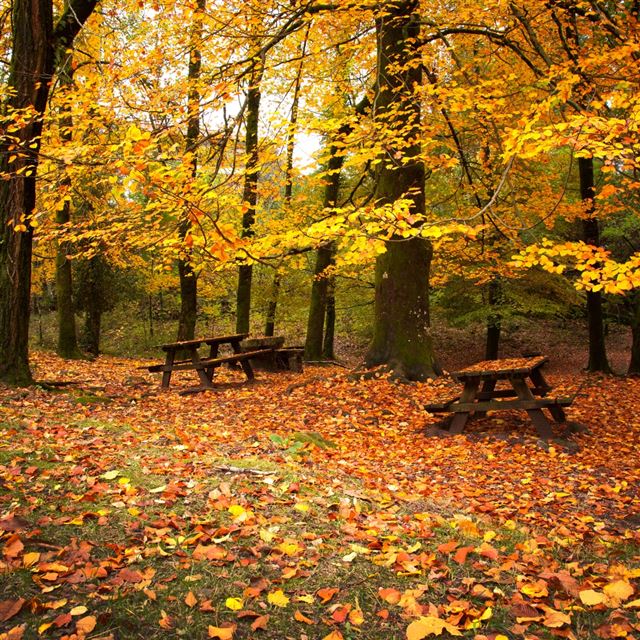 1024x1024 Autumn Leaves Falling Down - orange iPad Wallpaper