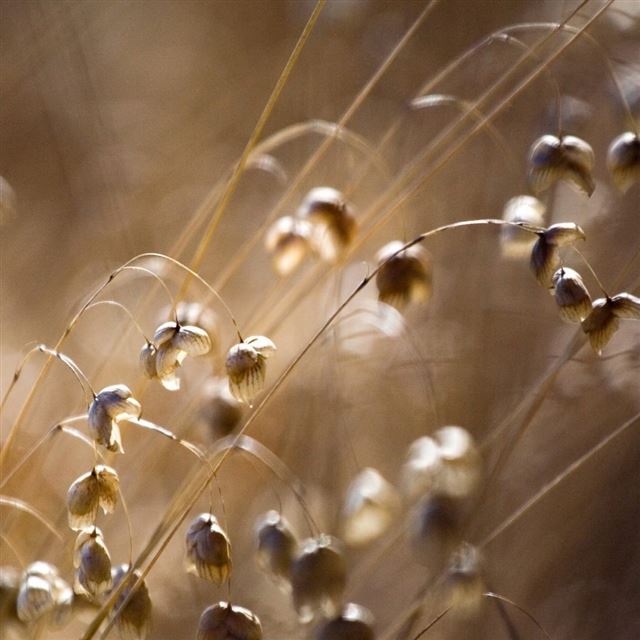 1024x1024 Nature - nature iPad Wallpaper