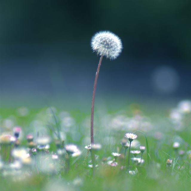 1024x1024 Dandelion Seedhead Isle Of Wight - brown iPad Wallpaper