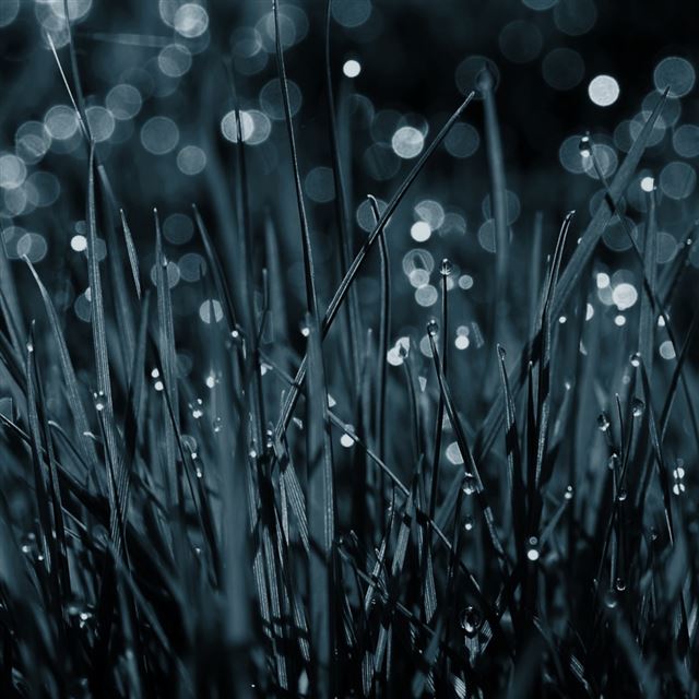 1024x1024 After the rain of the glittering and translucent - rain iPad Wallpaper