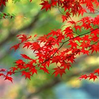 Japanese Maple wallpaper
