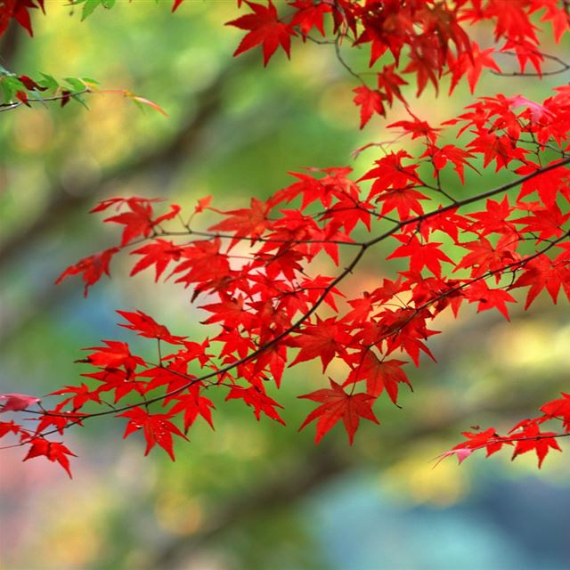 1024x1024 Japanese Maple - green iPad Wallpaper