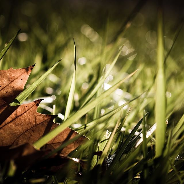 1024x1024 Dry Leaf - dry iPad Wallpaper