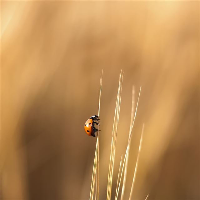 1024x1024 Lady Beetle - lady iPad Wallpaper