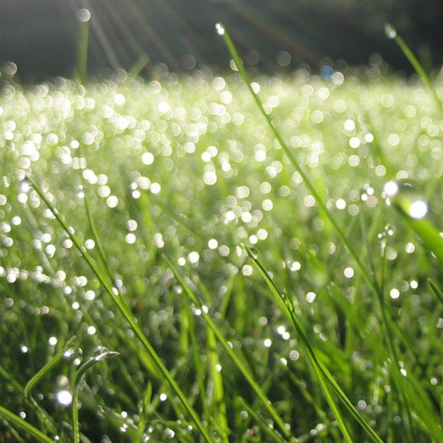 1024x1024 Fresh Grass - grass iPad Wallpaper