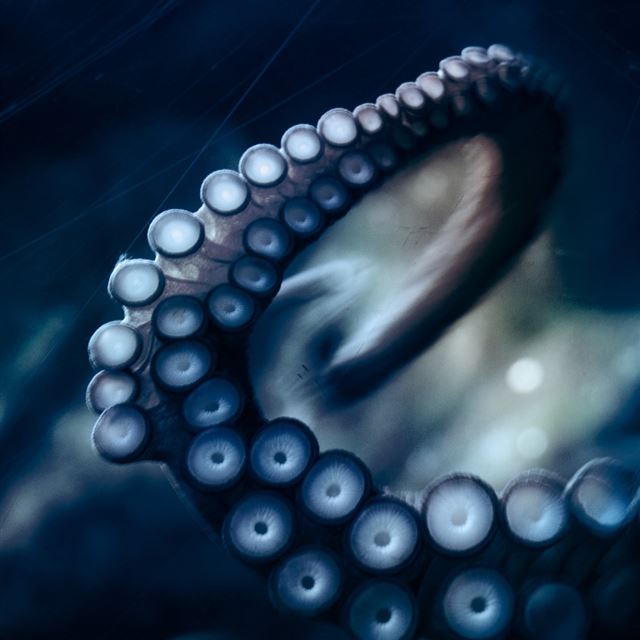 1024x1024 Blue Tentacle - white iPad Wallpaper