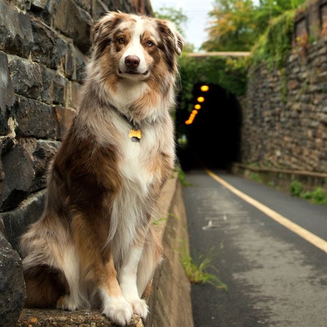 1024x1024 Friendly Dog Waiting -  iPad Wallpaper