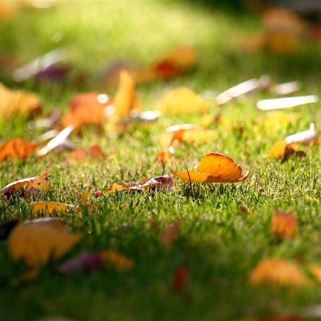 1024x1024 Carpet Of Leaves - green iPad Wallpaper