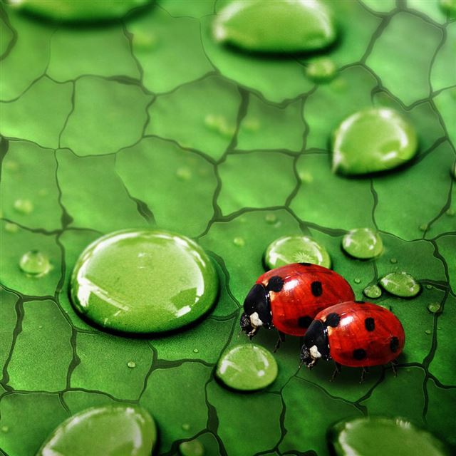 1024x1024 Ladybug In Love - love iPad Wallpaper