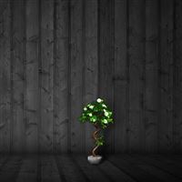 White Roses wallpaper