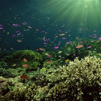 Sun Streaming Through Water wallpaper