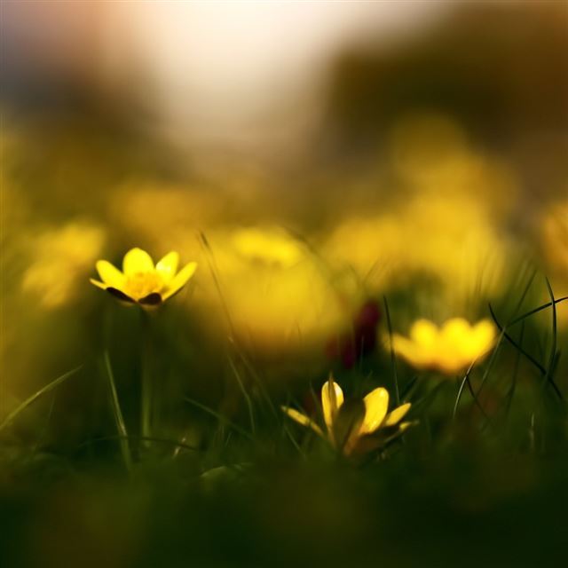 1024x1024 Close Up Yellow Flowers - green iPad Wallpaper