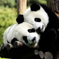 Panda Bears in Love wallpaper