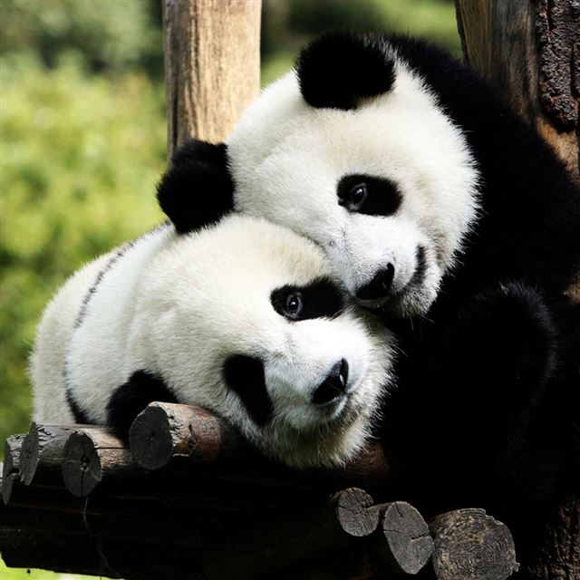 1024x1024 Panda Bears in Love - green iPad Wallpaper