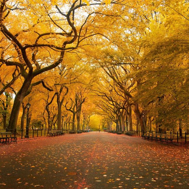 1024x1024 Yellow Trees - road iPad Wallpaper
