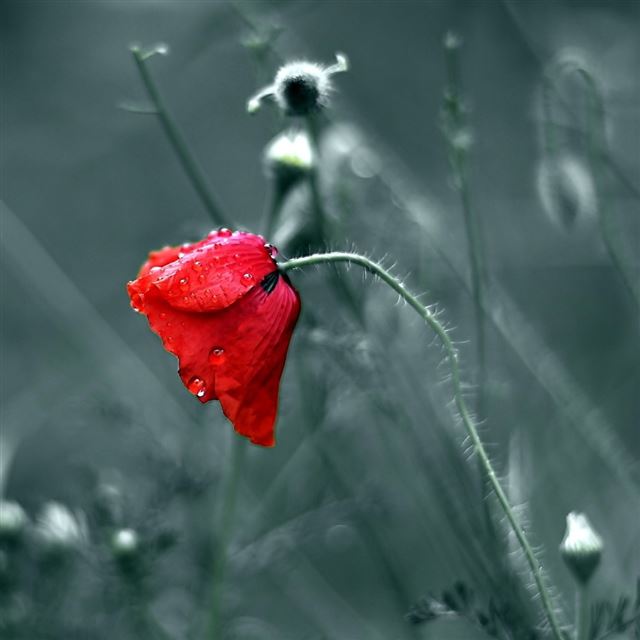 1024x1024 Red Flower - bud iPad Wallpaper