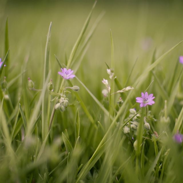 1024x1024 Meadow And Flowers - meadow iPad Wallpaper