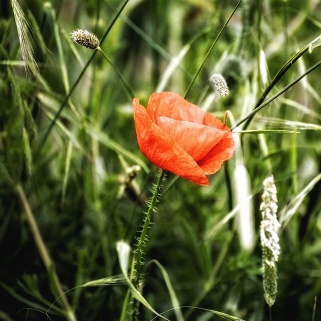 1024x1024 Single Poppy - single iPad Wallpaper