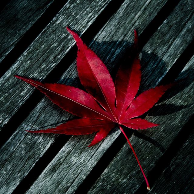 1024x1024 Red Leaf - board iPad Wallpaper