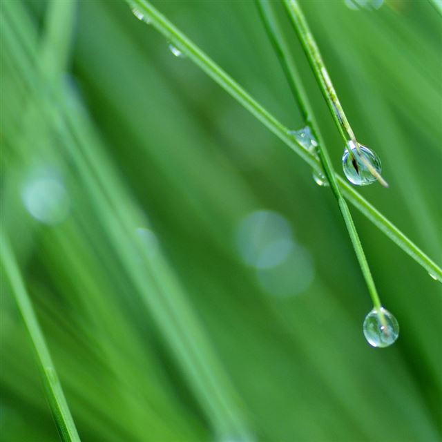 1024x1024 Grass Drops - grass iPad Wallpaper