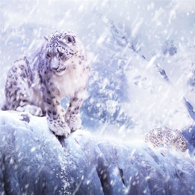 1024x1024 Leopards In The Snow - animal iPad Wallpaper