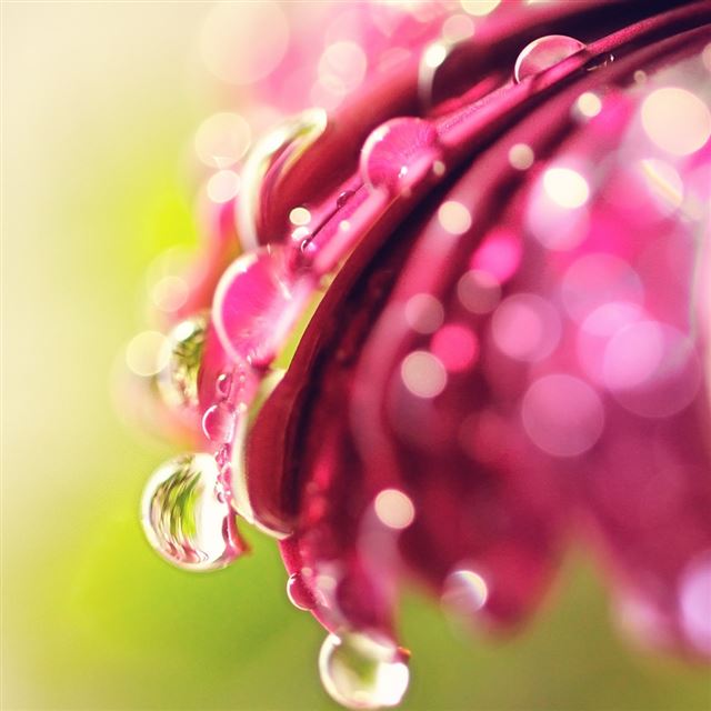 1024x1024 Bokeh Drops Flower - bokeh iPad Wallpaper